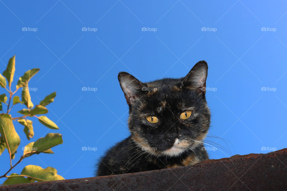 Cat under the blue sky