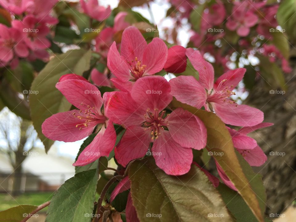 Blossoms in CT in early May