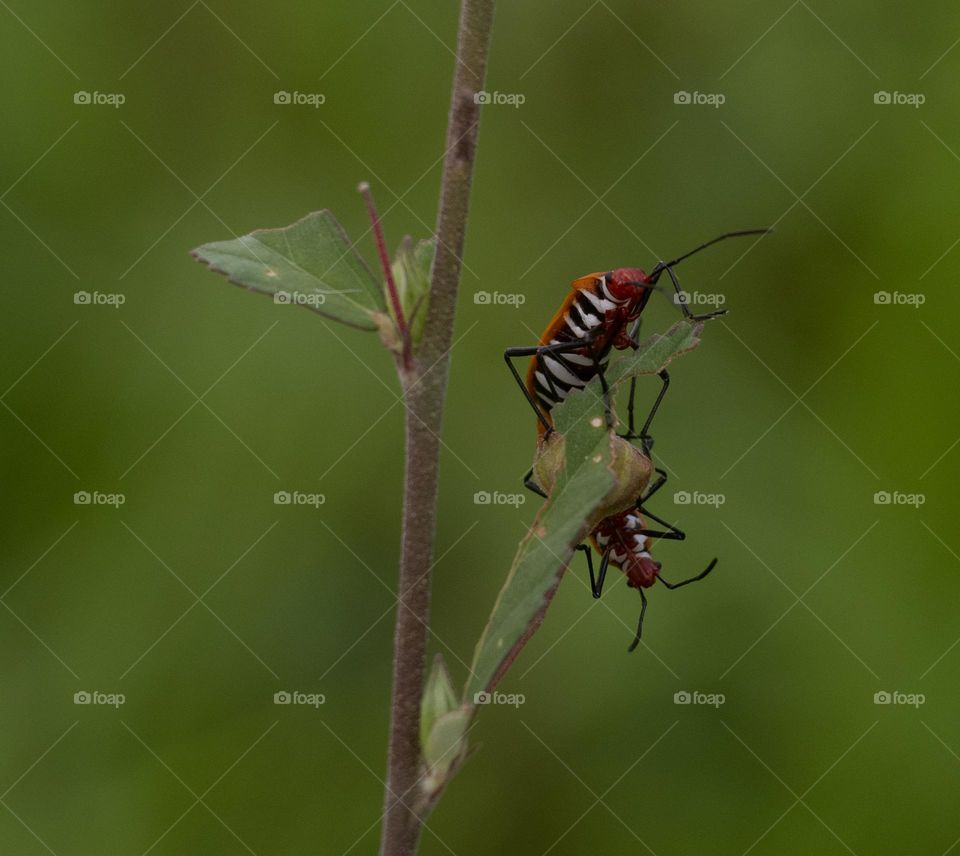 close up photo Dysdercus cingulatus