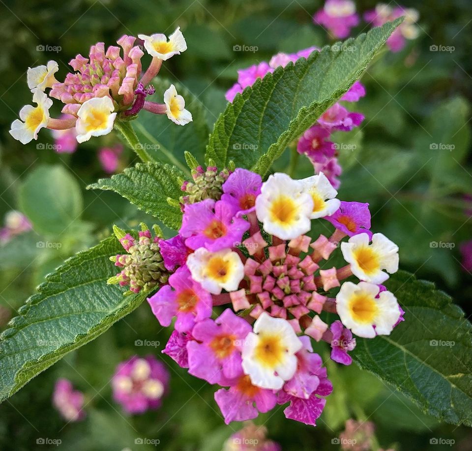 🌹 🇺🇸 Very beautiful flowers to brighten our day.  Live nature and its beauty. Did you like the delicate petals? / 🇧🇷 Flores muito bonitas para alegrar nosso dia. Viva a natureza e sua beleza. Gostaram das pétalas delicadas? 