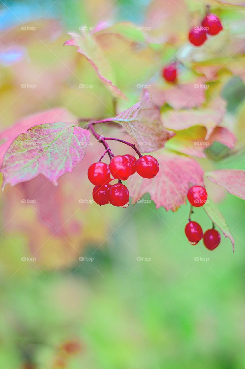 Clorful picure of autumn berries.