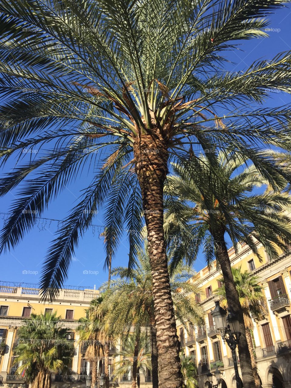 Palm tree