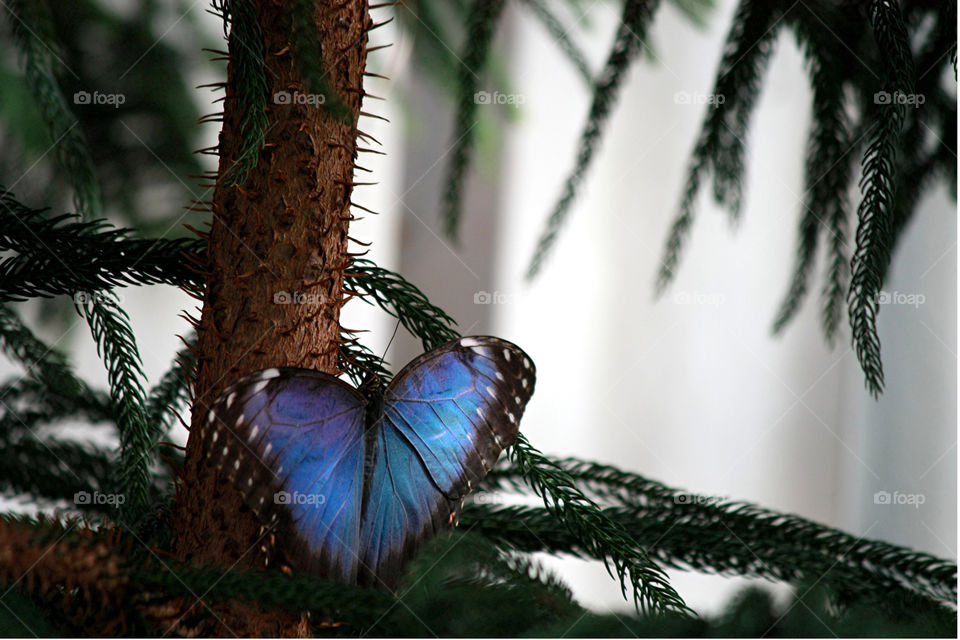 A vivid blue butterfly macro close-up image in captivity 