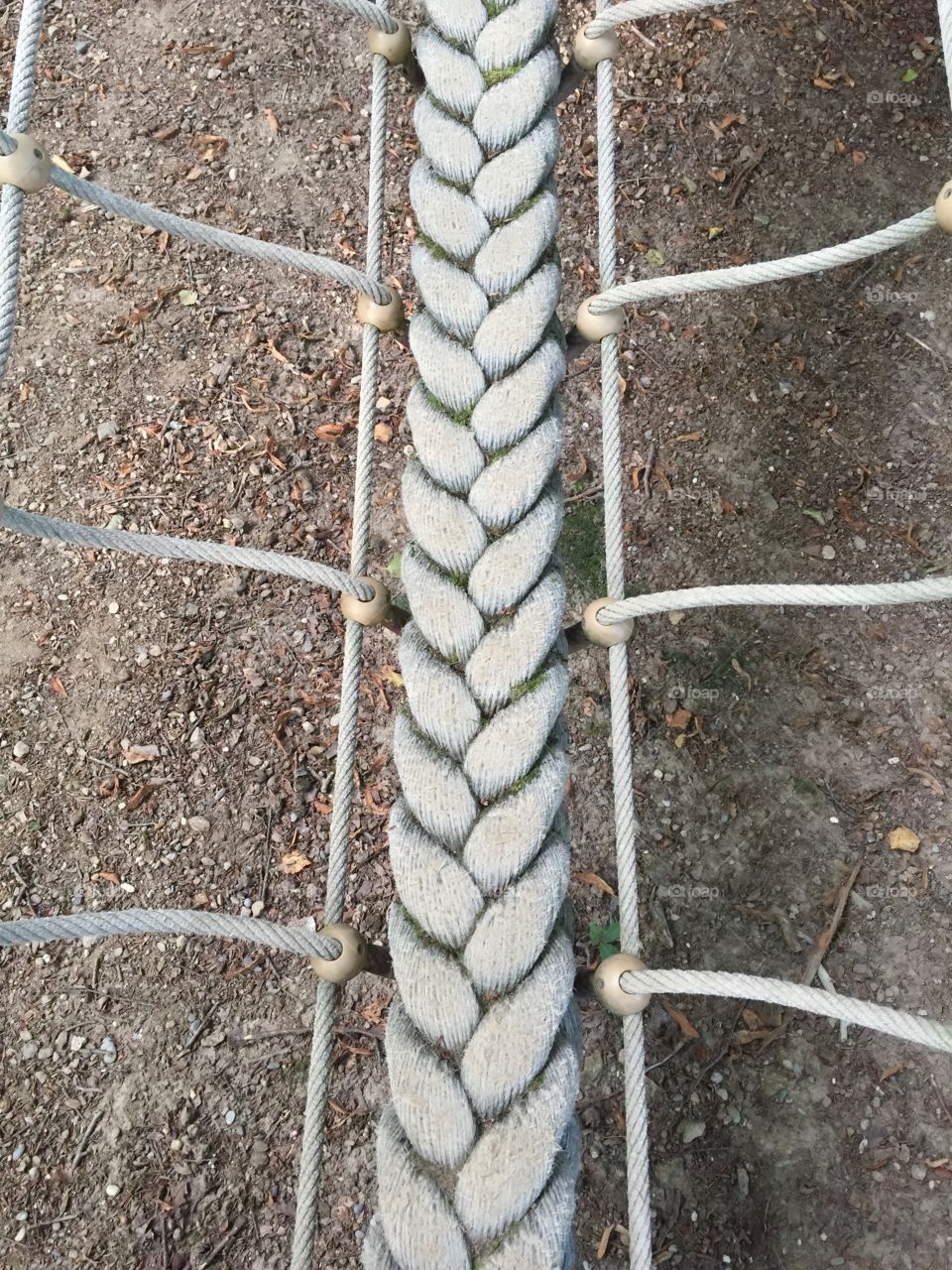 Grey rope on tree trunk