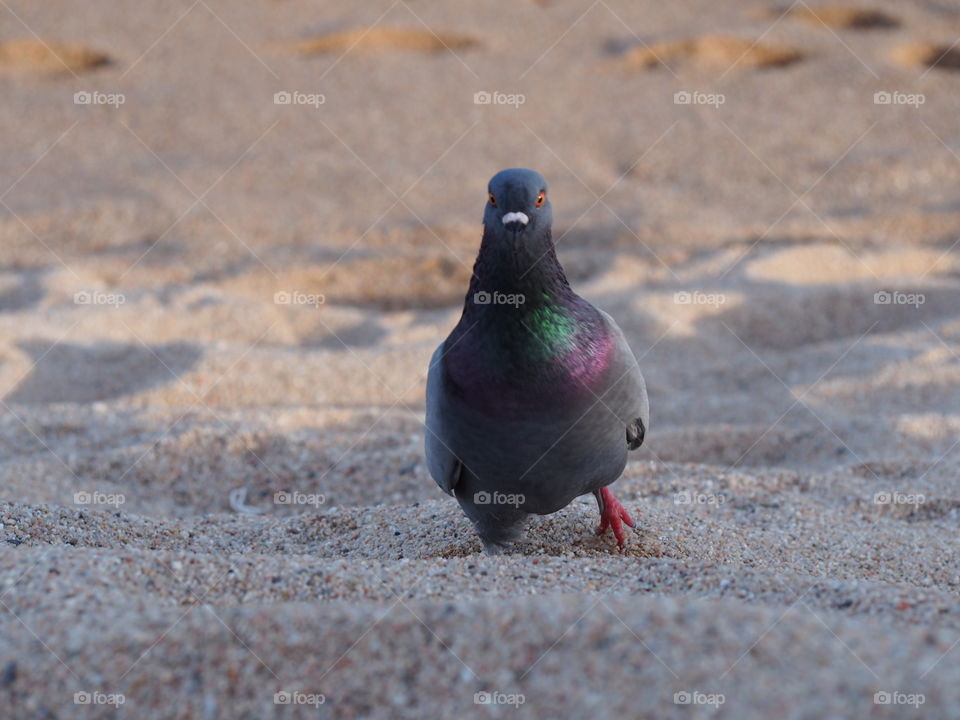 Pigeon on beach