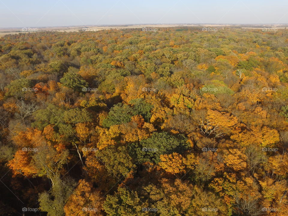 Autumn colors from a Birdseye 