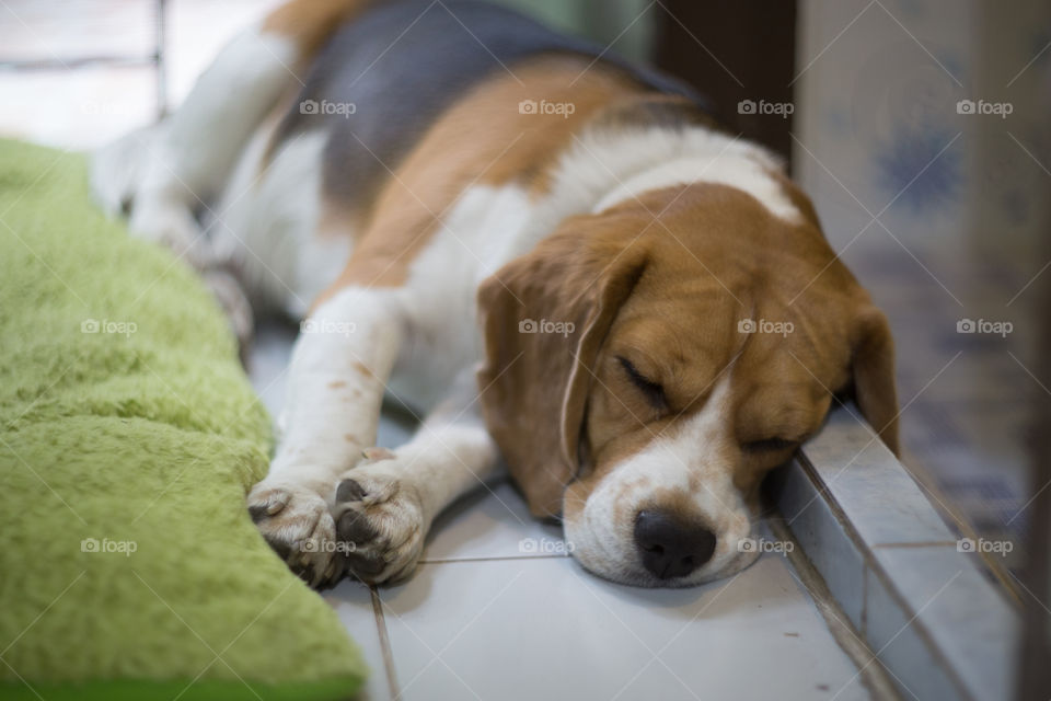 Beagle sleeping 