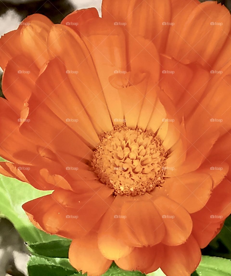 Petals of flower so enthralling 