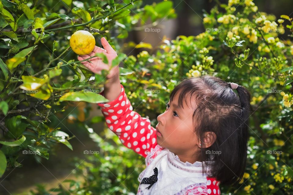 A little girl checking the spring season lemons.