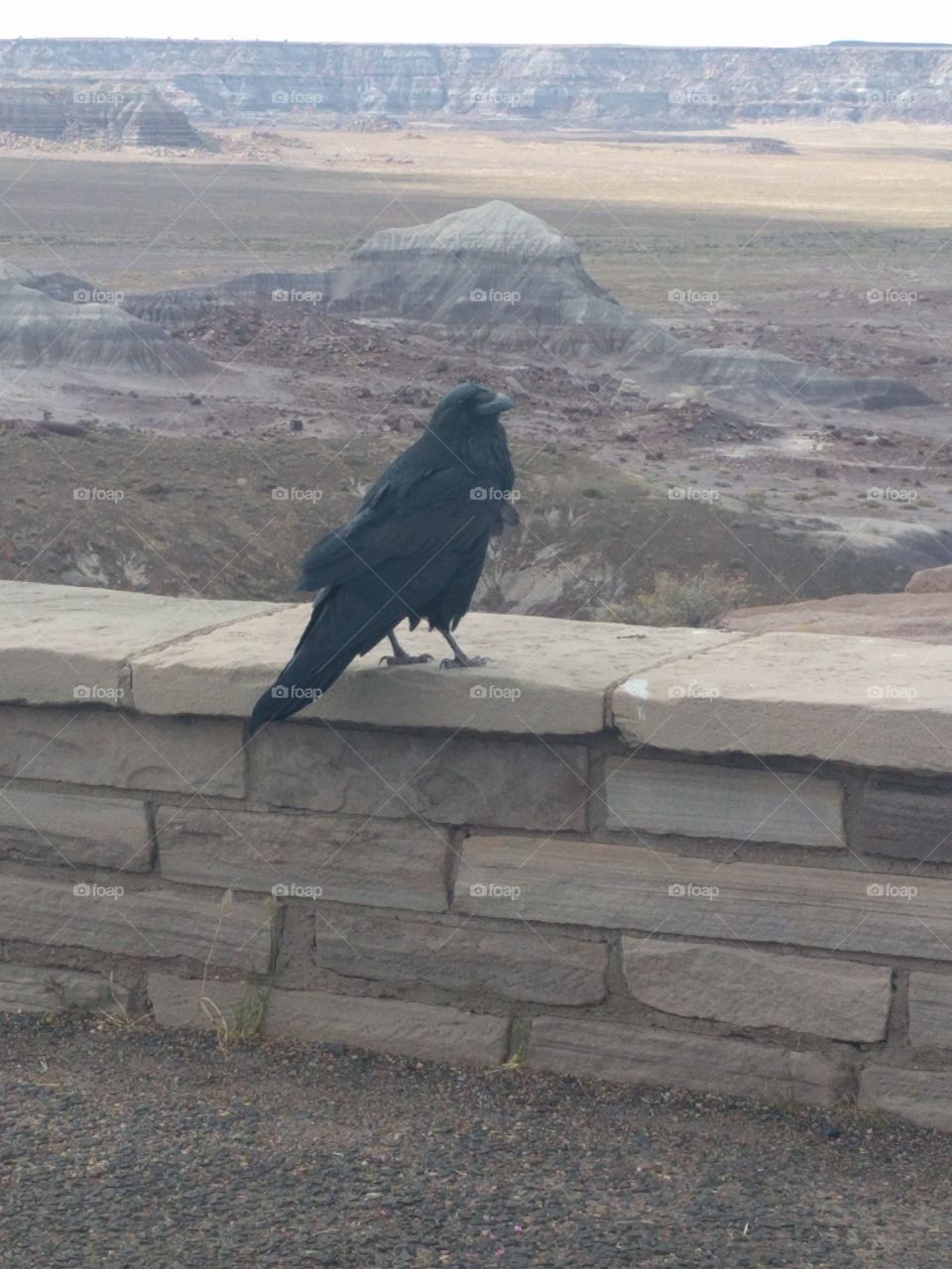 Raven at the petrified Forest national Park