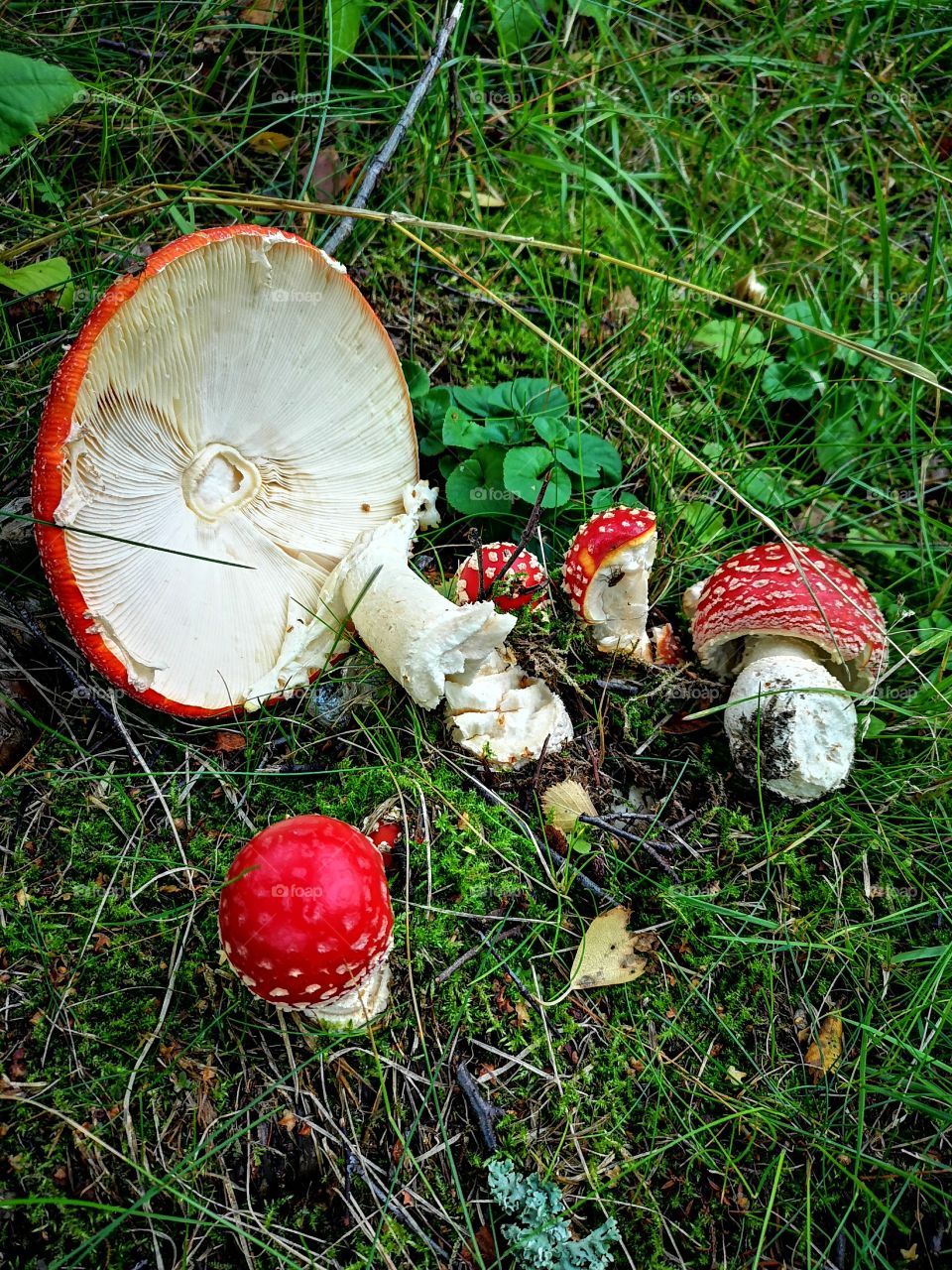 Red Broken Shrooms