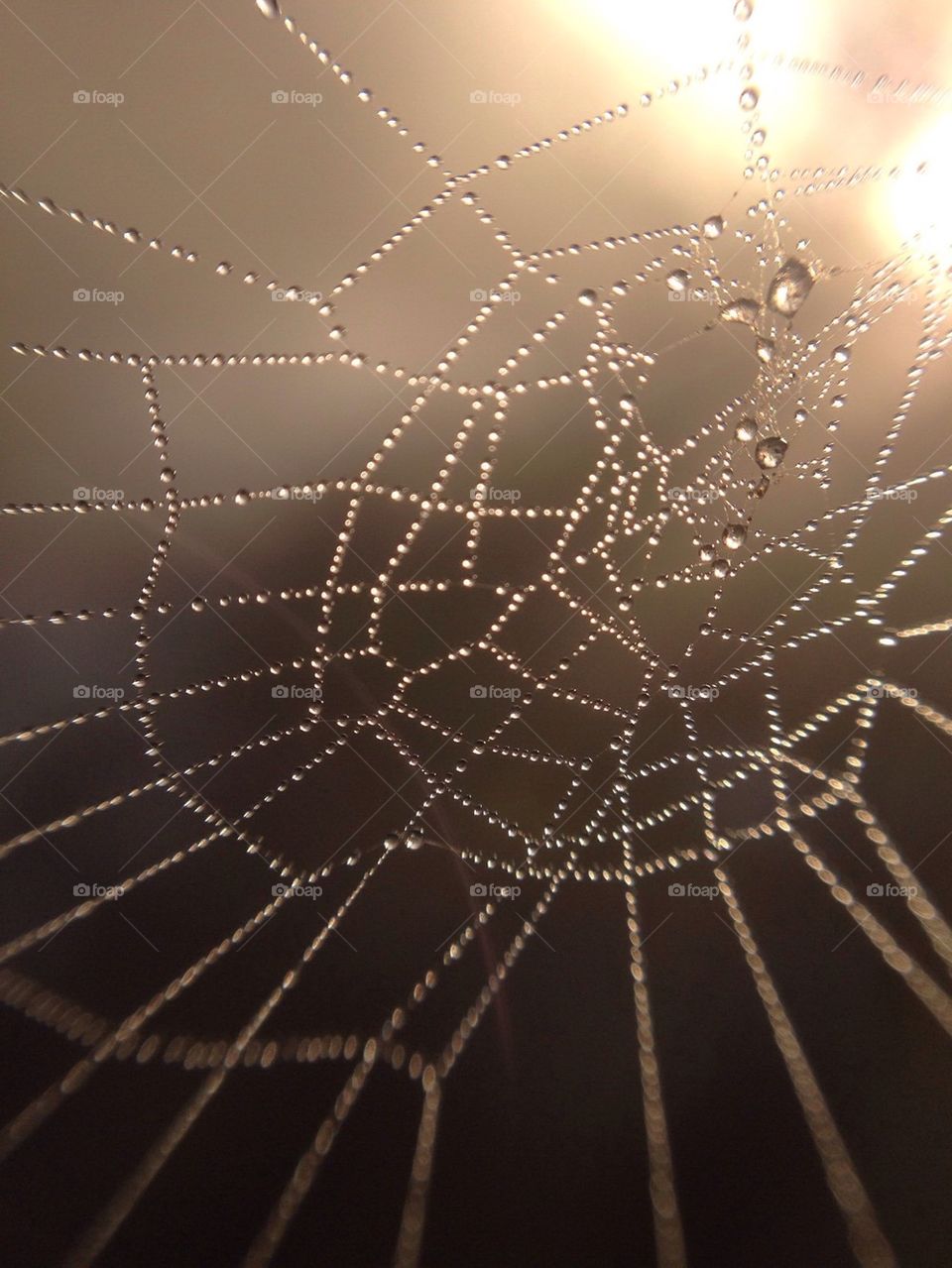 Spiderweb with drops