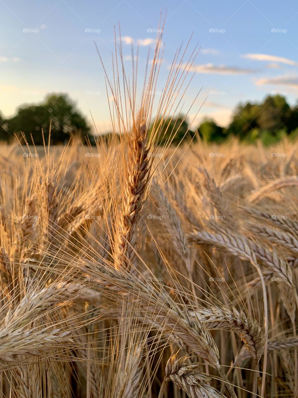 wheat field with warm sunset light