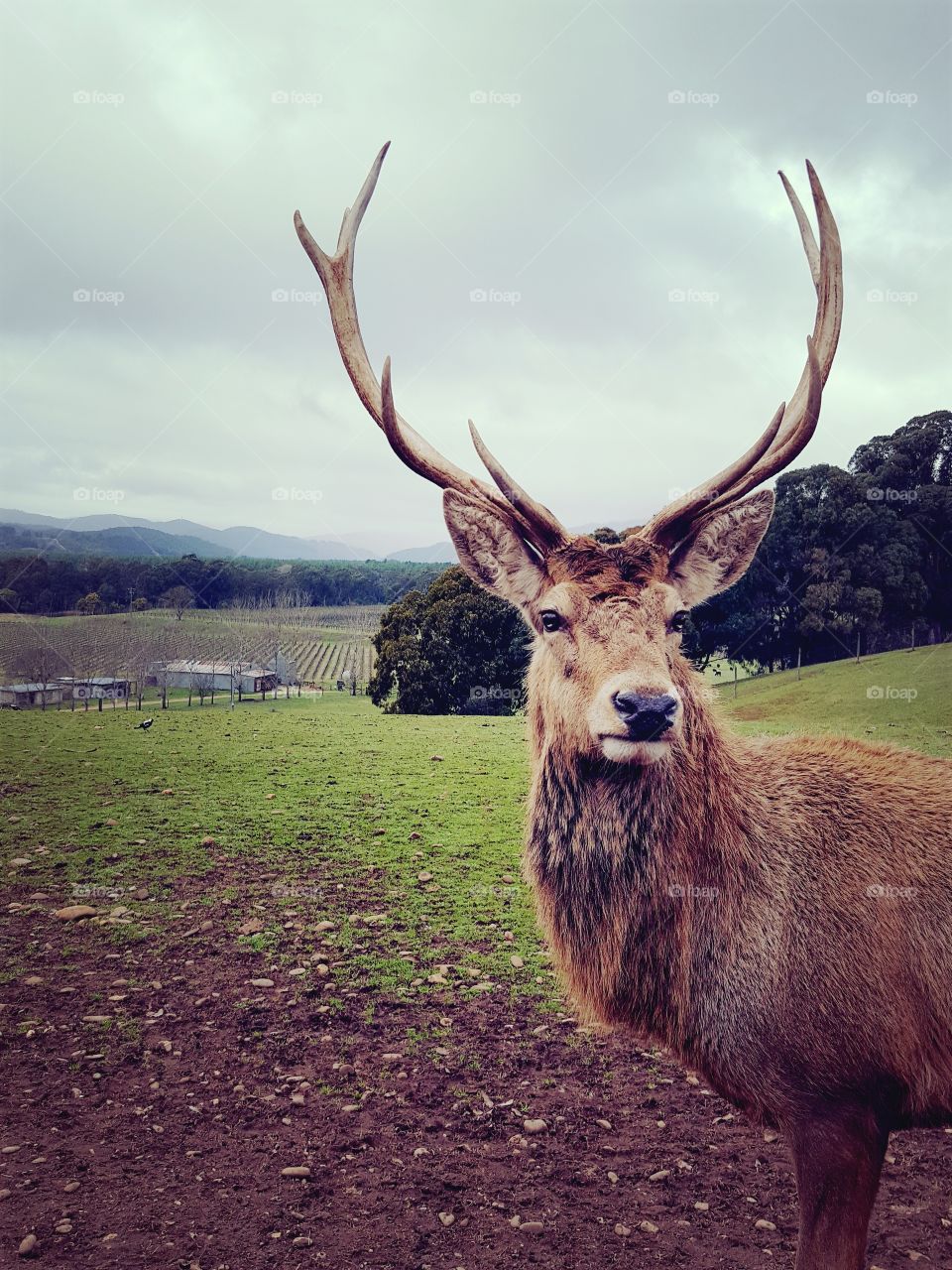 Mr Deer