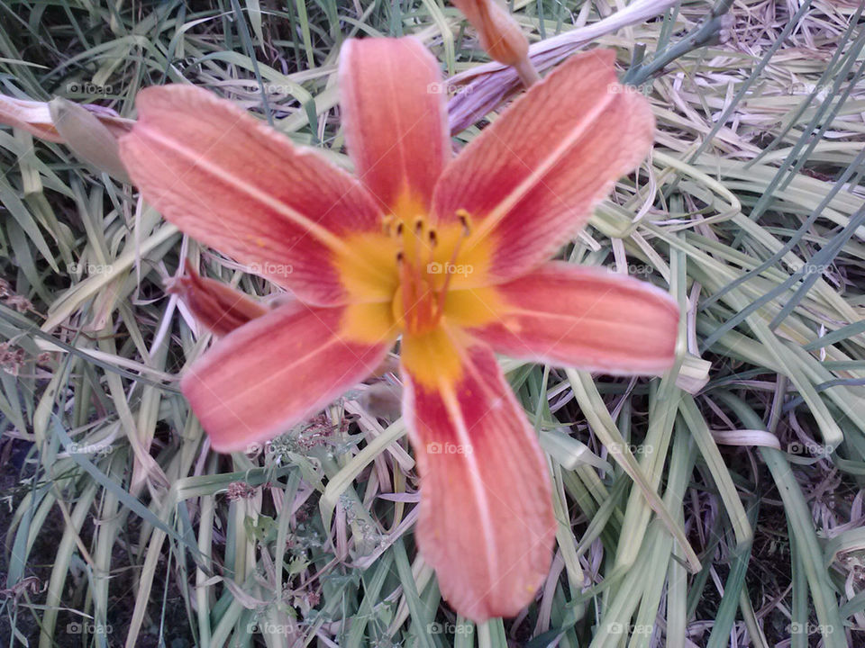 landscape nature flower white by ashley77