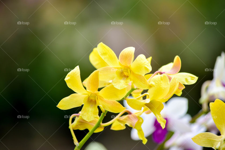 yellow orchid