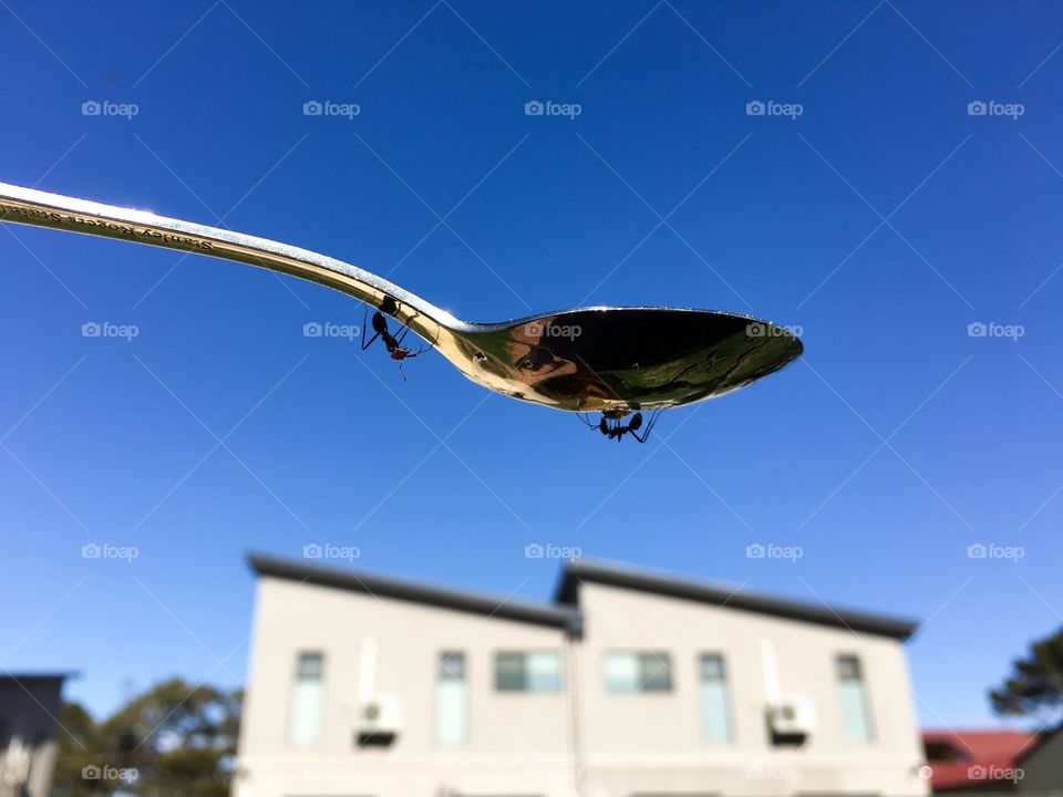 Two Australian worker ants feeding on honey filled silver spoon which has been raised high into the air against a vivid blue sky