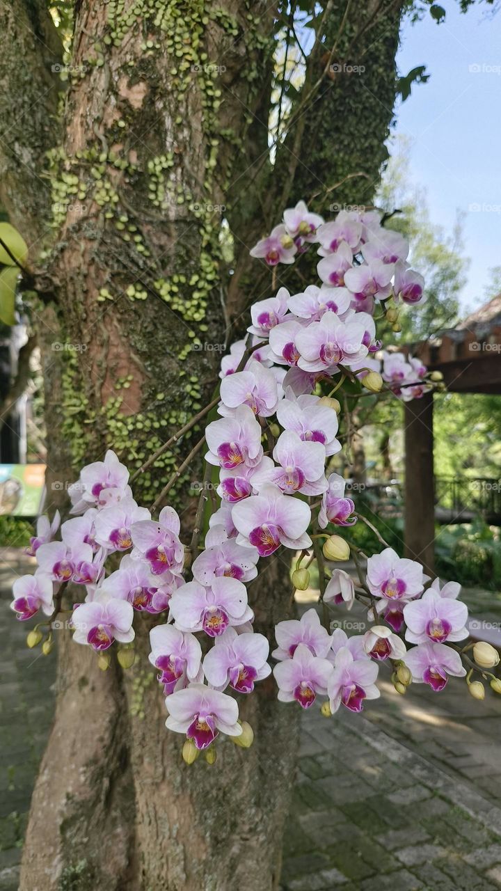 Beautiful Phalaenopsis in the forest
