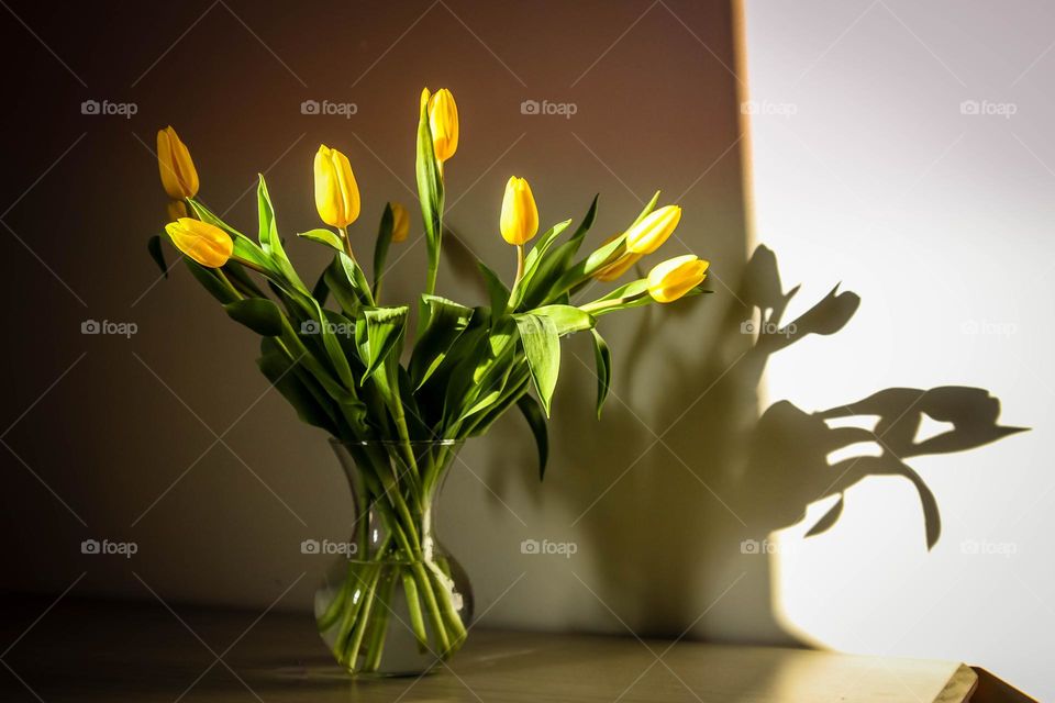 Yellow tulips