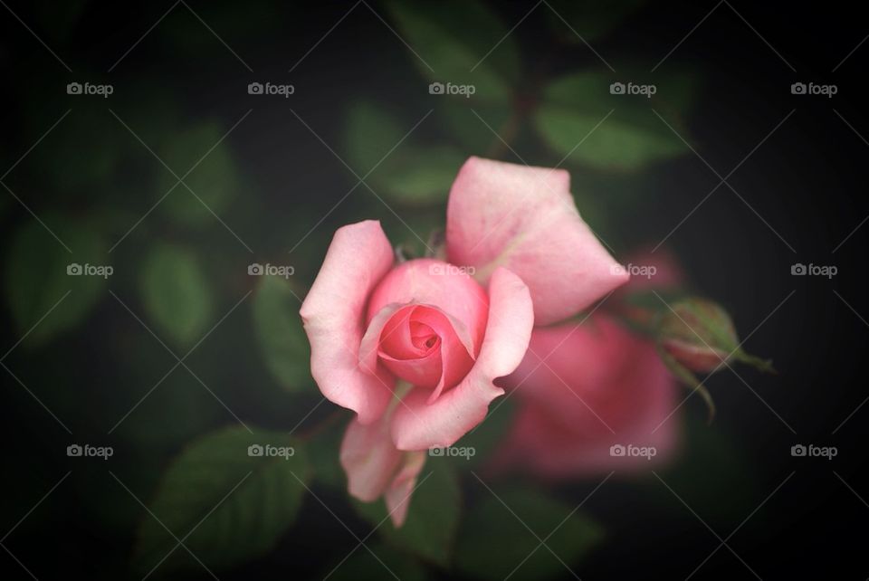 Pink Rose bud