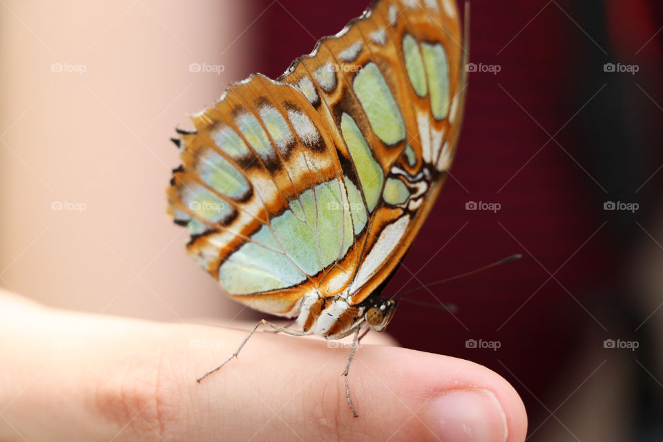 Butterfly sitting on a finger