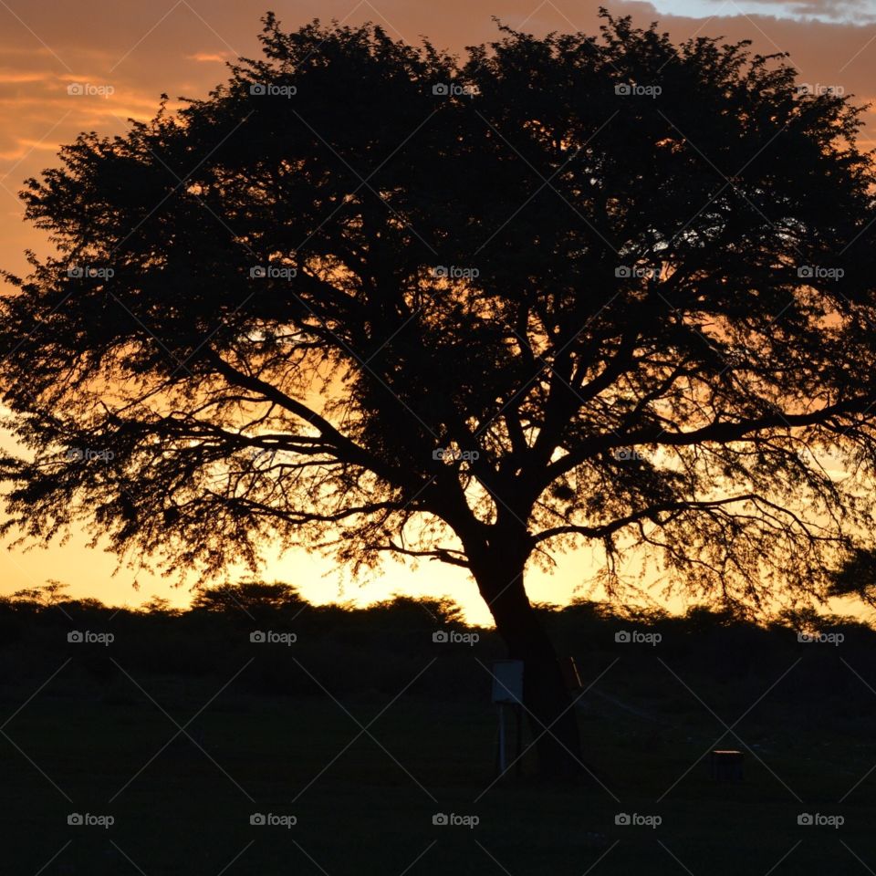 Sunset behind an acacia tree in the gorgeous Kalahari Desert in Botswana