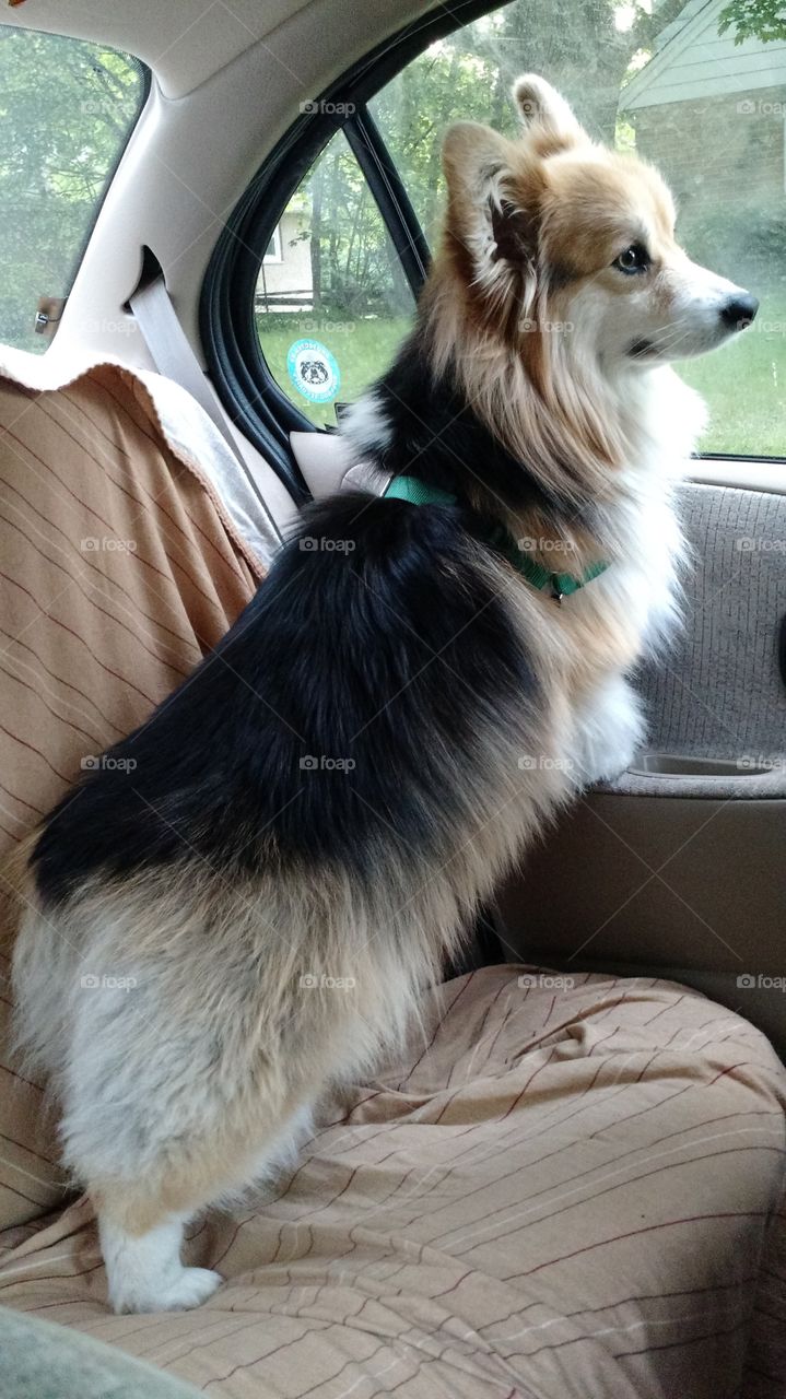 corgi waiting in a car