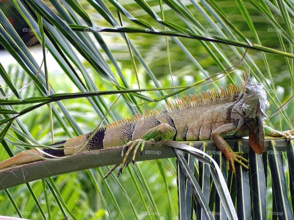Iguana