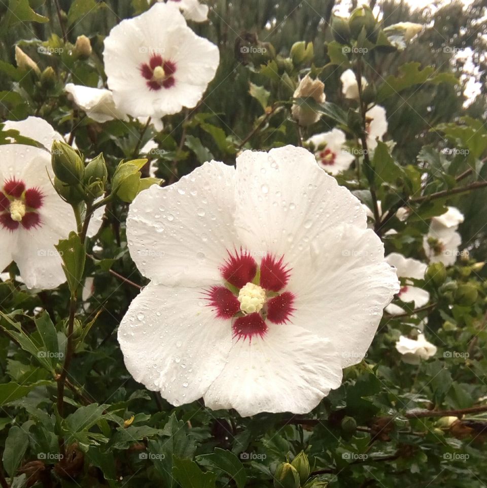 After the Rain- Flower Closeup