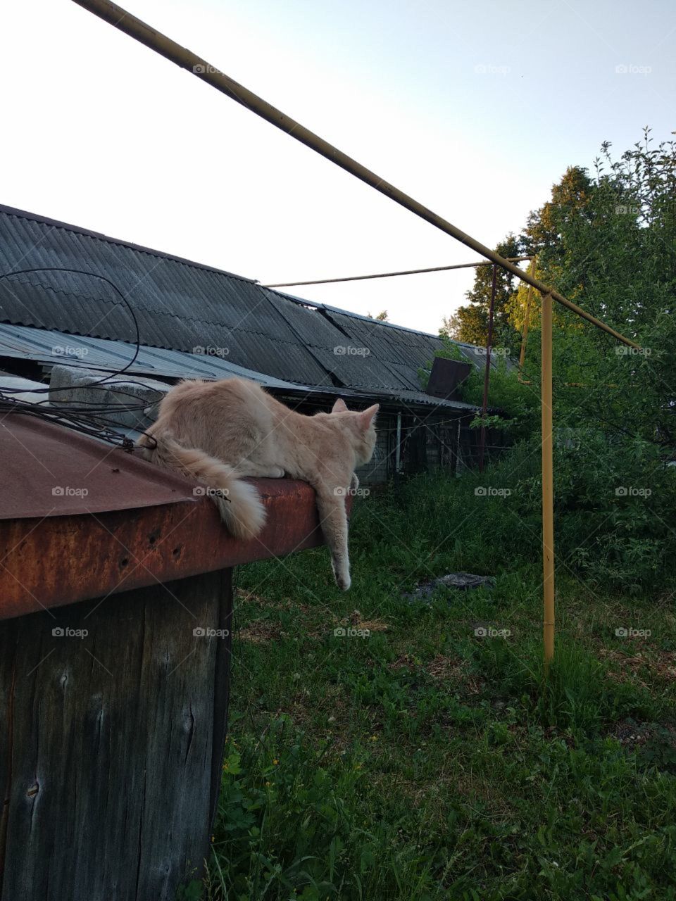 The red-haired, dirty cat lies on the metal roof of an old barn and looks into the distance at the tree
