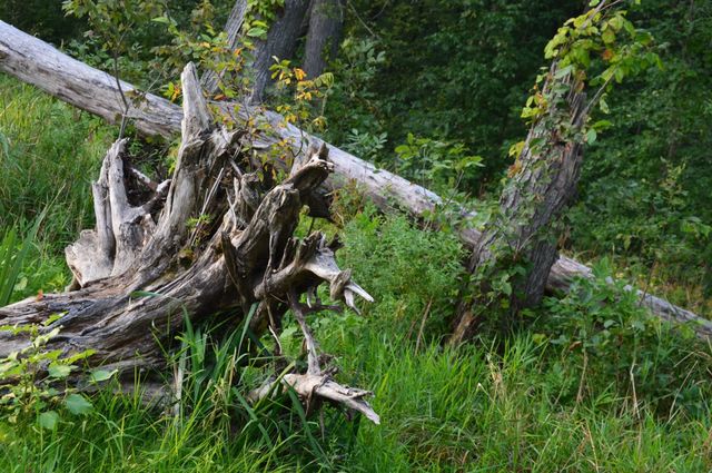 Greenery with logs . Kids favorite sitting spot