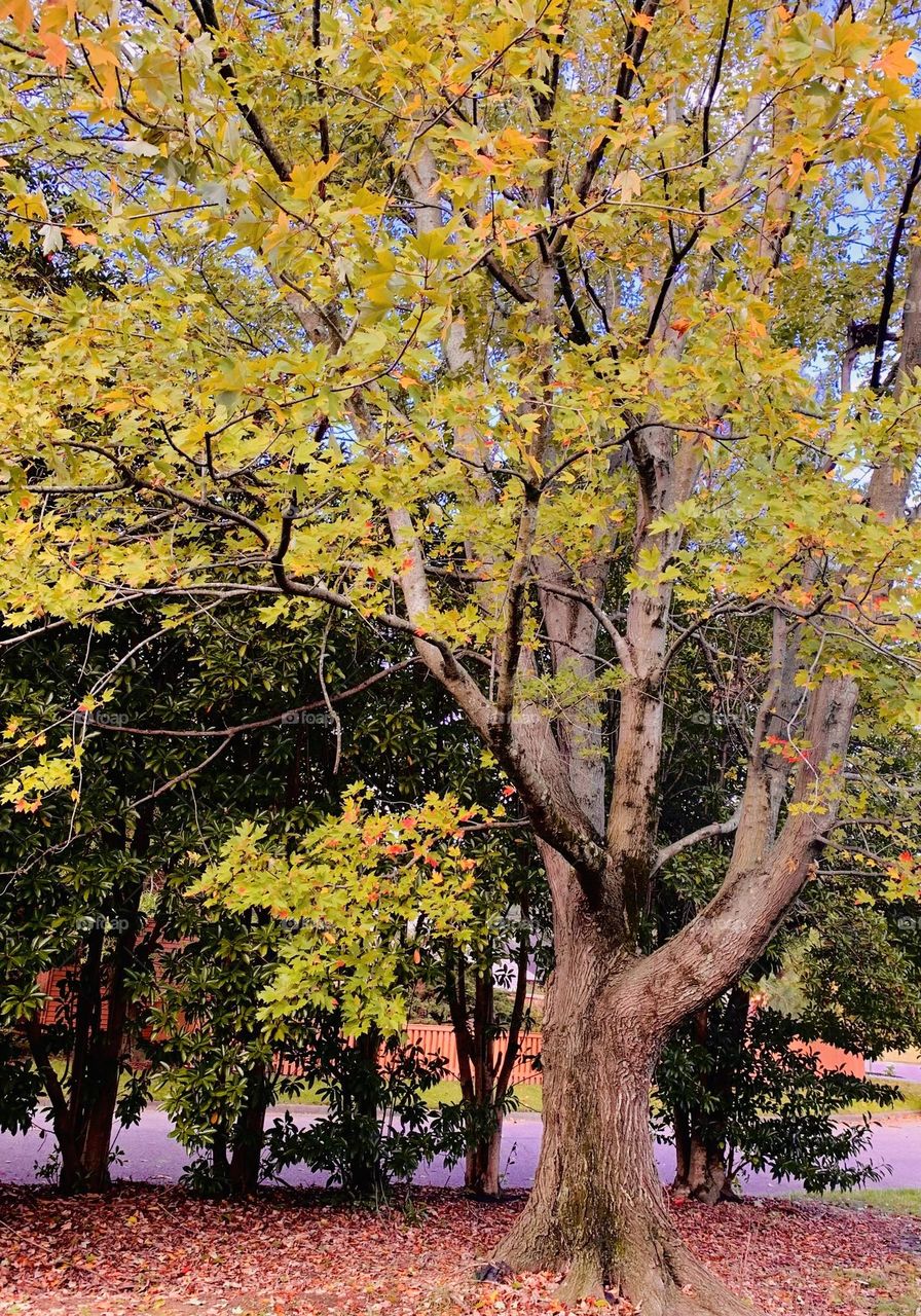 October tree