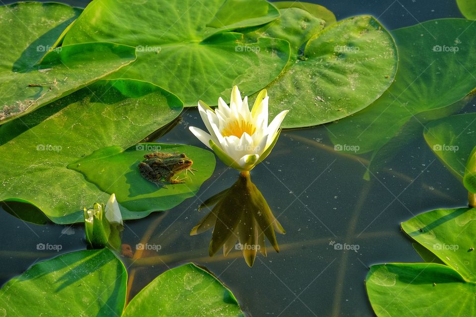 Frog sitting on a leaf of water lily