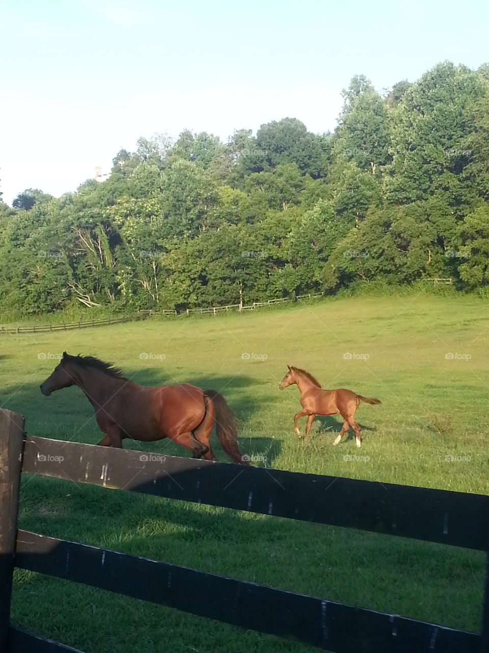 gracefully running horses