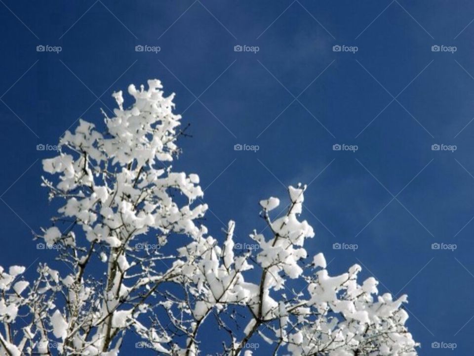 Clear blue winter sky