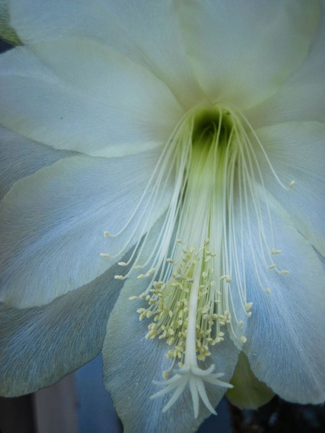 Dainty Beauty