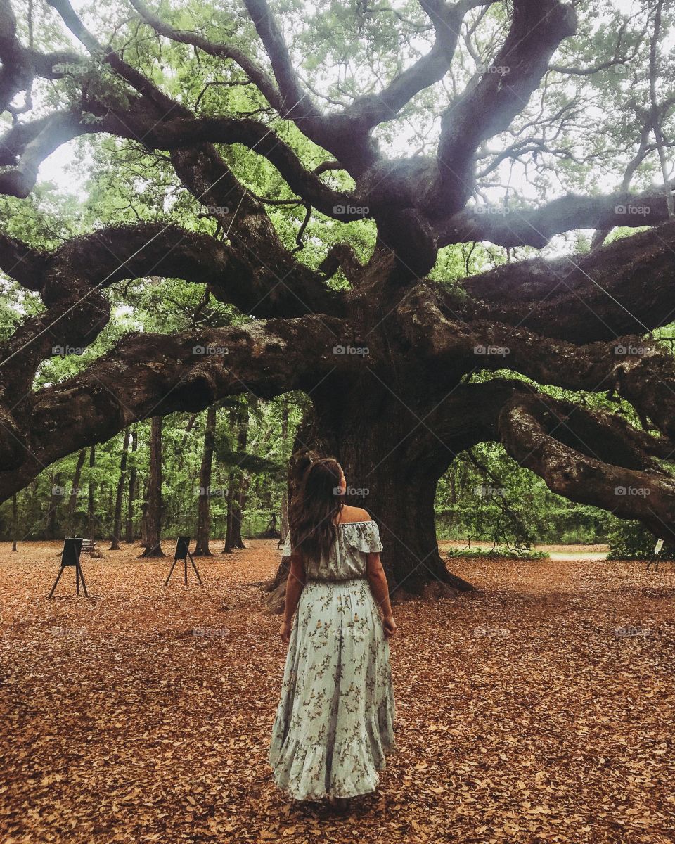 Angel Oak Tree, SC
