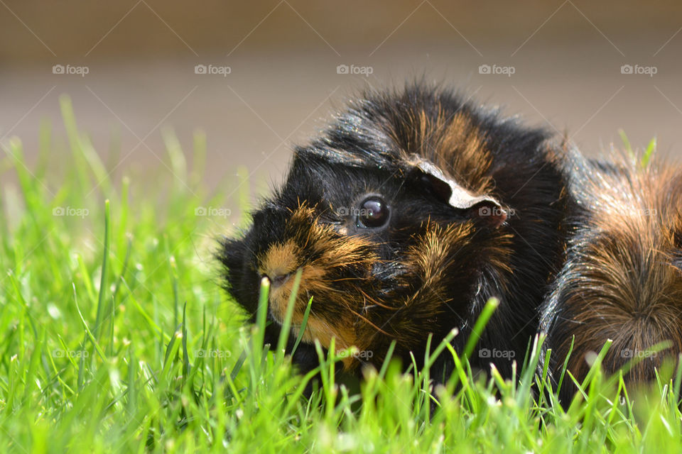 green grass eating pig by rohanmcdermott
