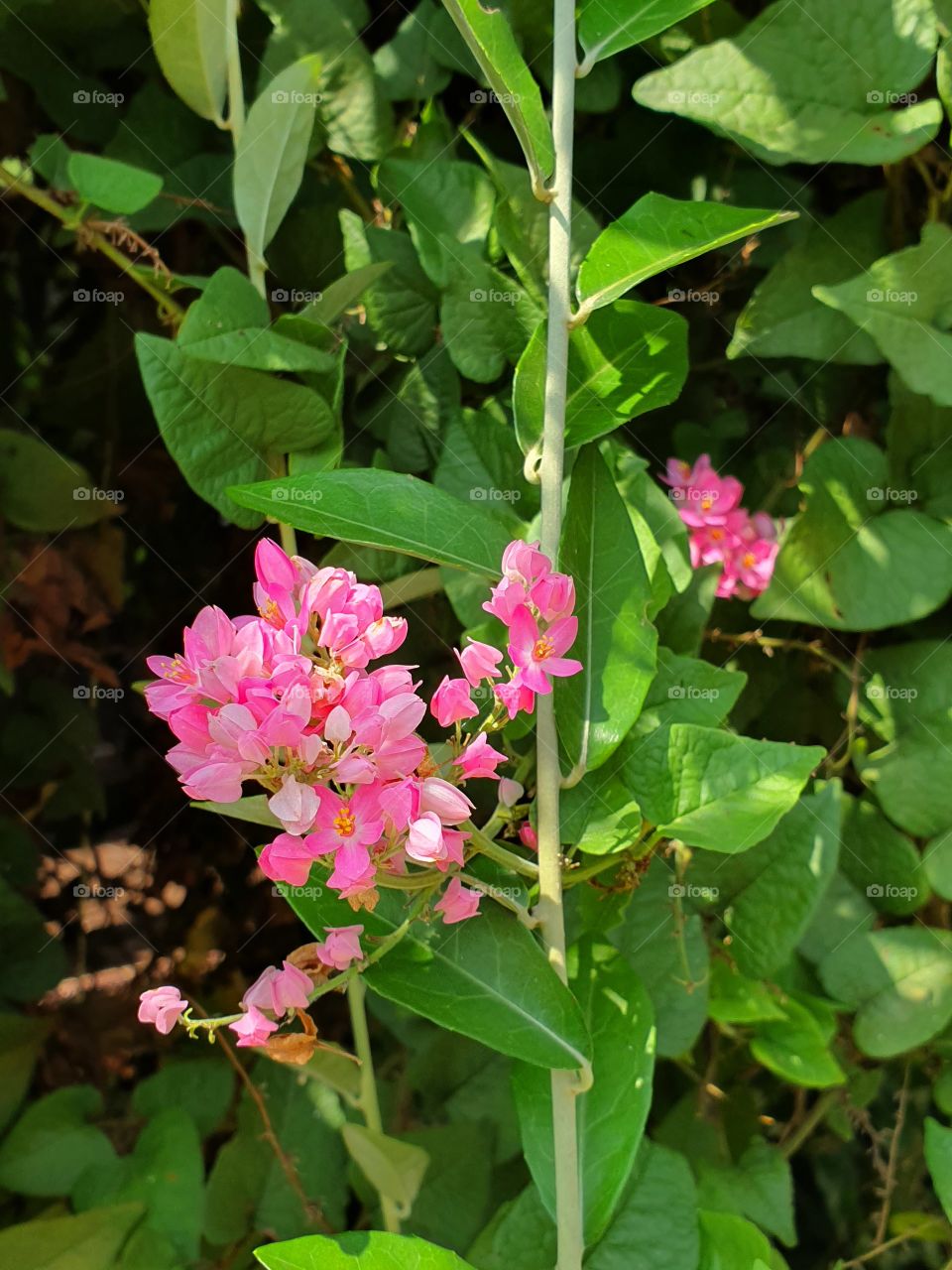 pink flowers in the back garden