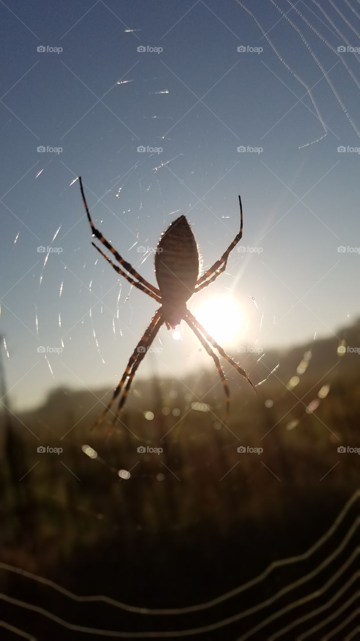 garden spider guarding her web