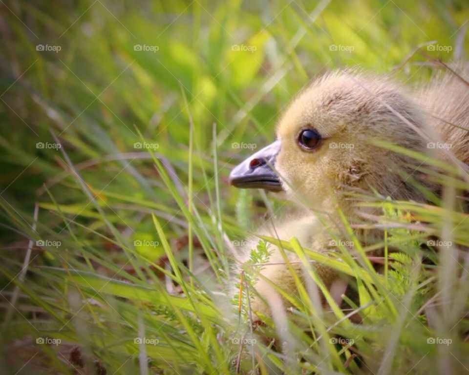 Relaxing in tall grasses, a young gosling rests after a long day