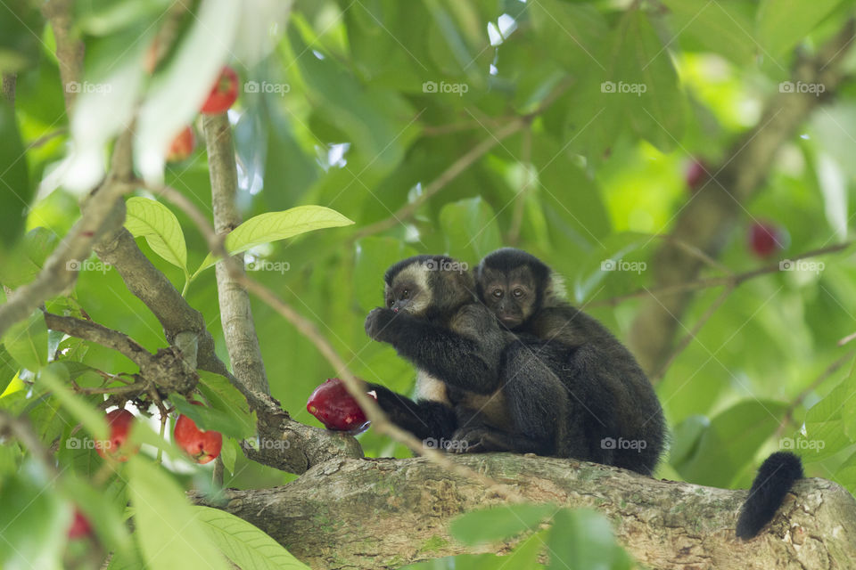 Nature of Brazil - Little monkey in lage Park in Rio de Janeiro.