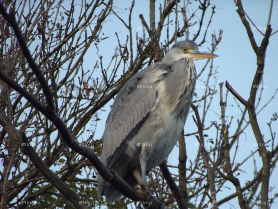 Grey Heron On A Branch