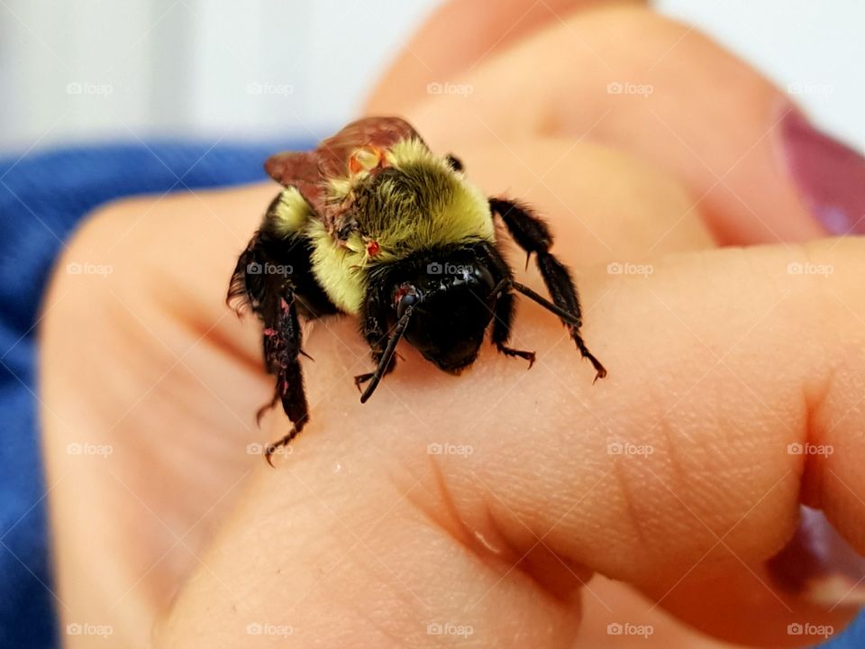Bumble bee rescue.