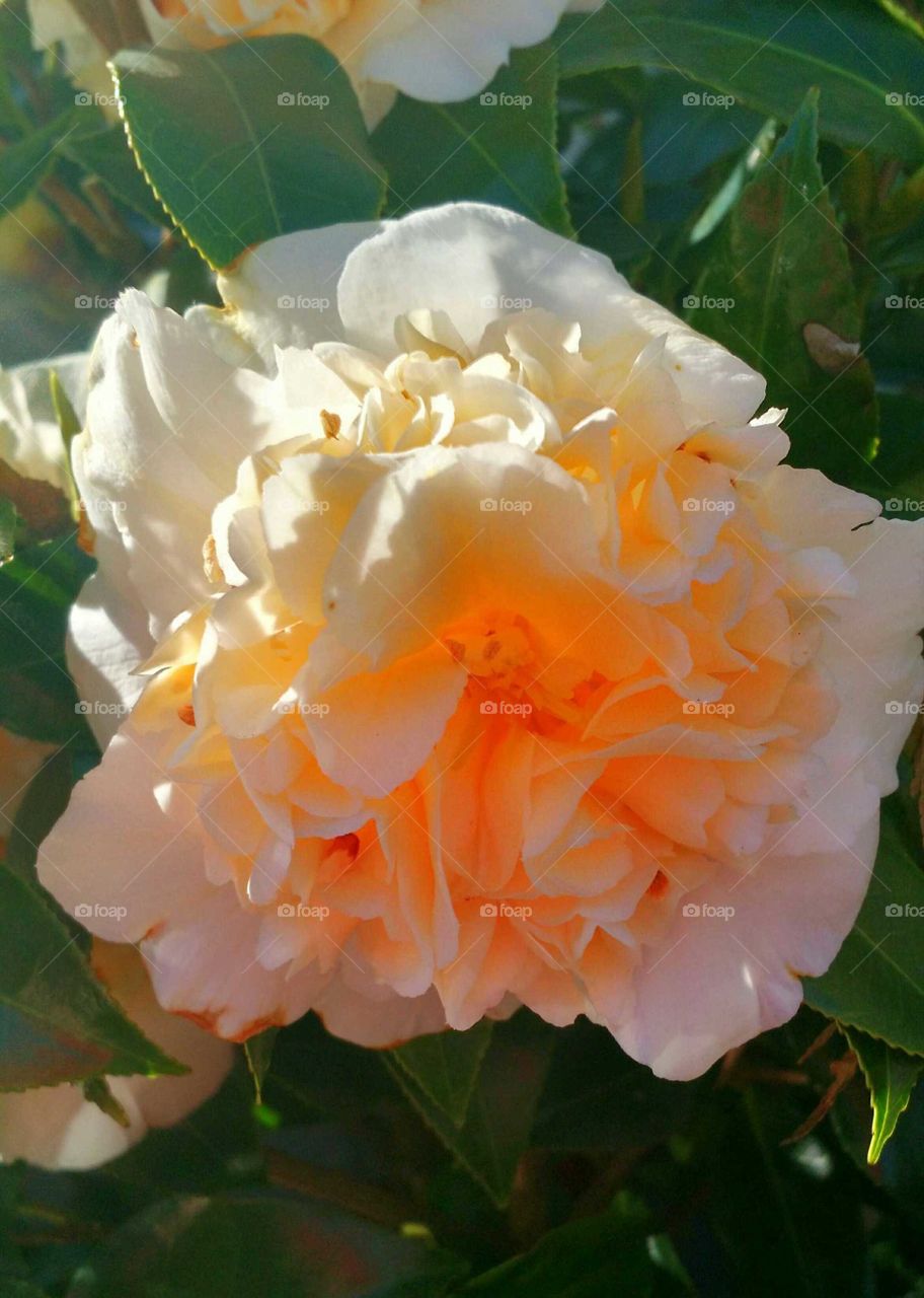 Spring sunshine back lighting a fully open bloom