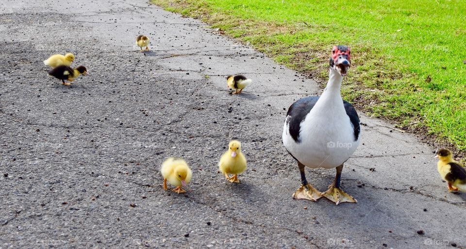 Protective Mother Duck and her Babies 