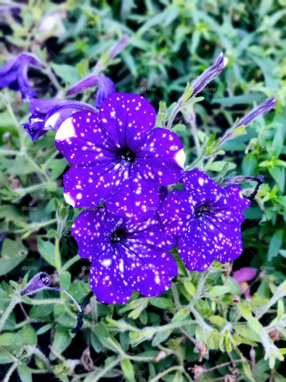 Night sky petunias