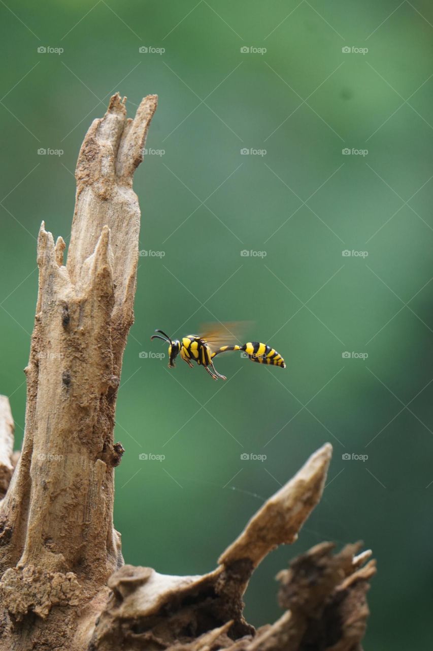 Beautiful Flying Hornet