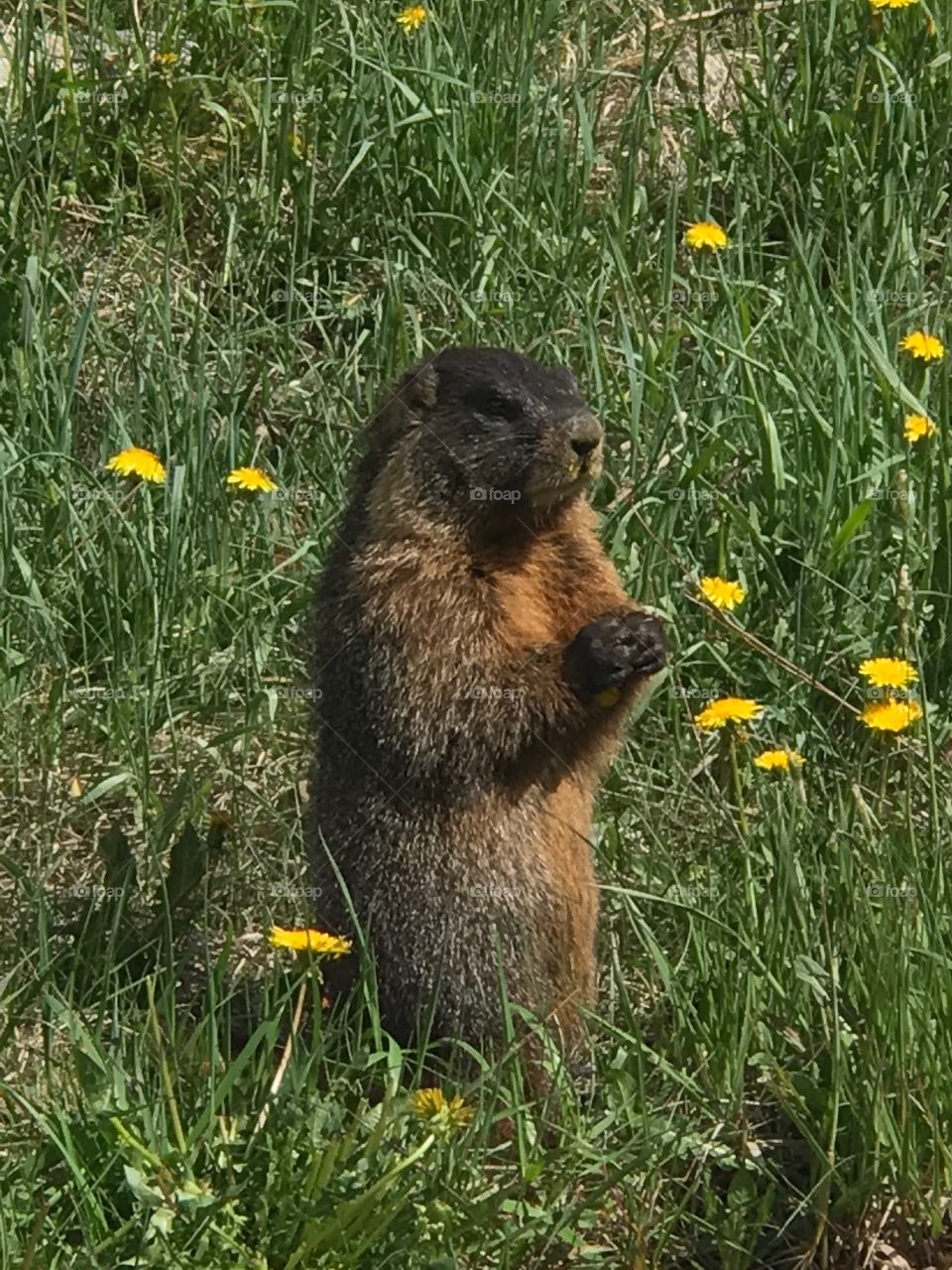 Marmot snack