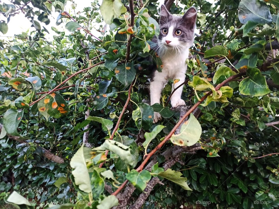 cat on tree